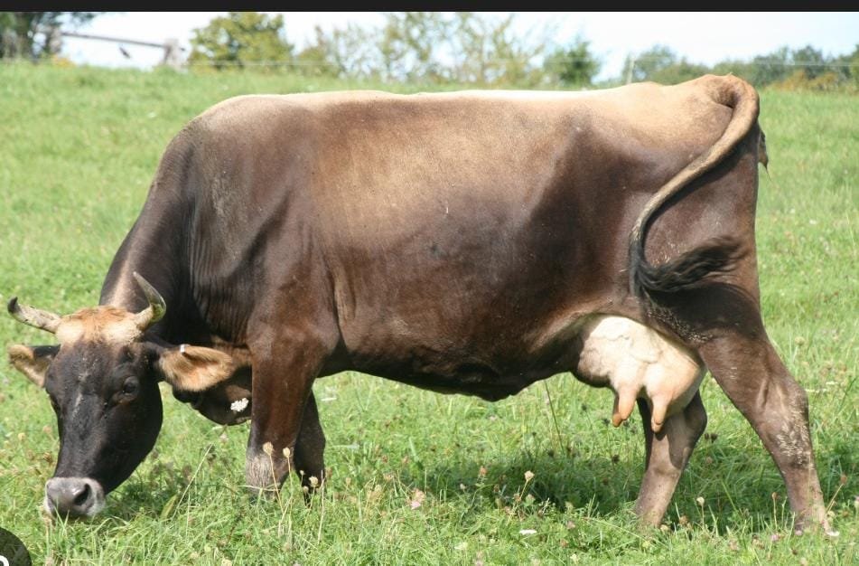 गोवर्धन और पूजा